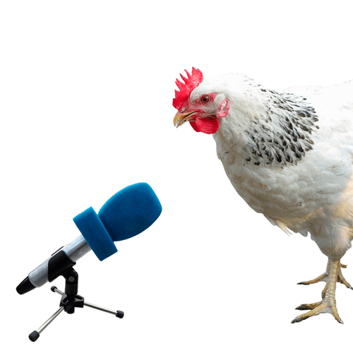 Charlando con expertos avícolas