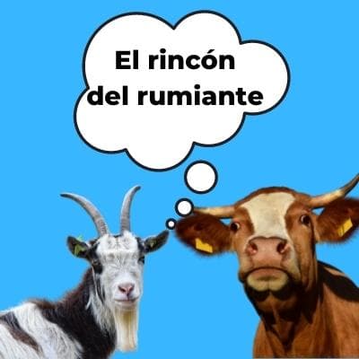 El rincón del rumiante