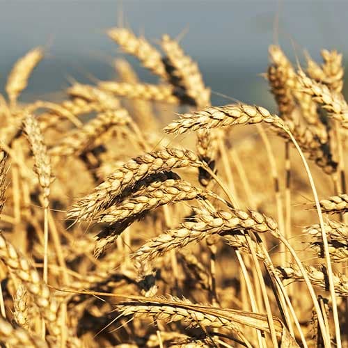 Materias Primas en Nutrición Animal