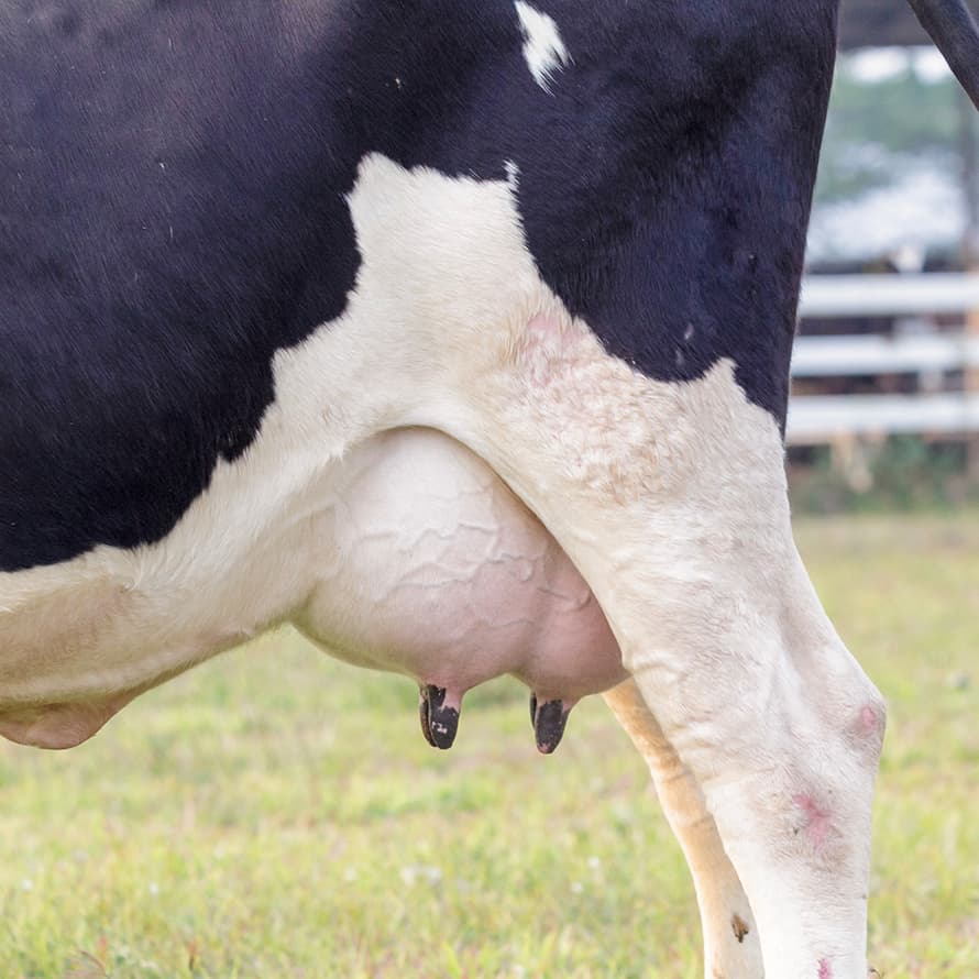 Producción de leche